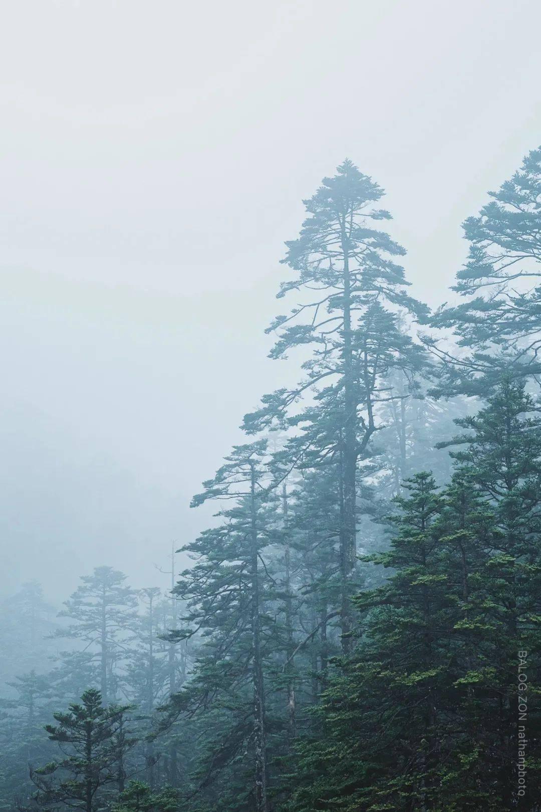 最牛“部门总”马明哲的一篇答卷